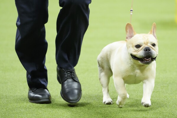 AKC s list of most popular dog breeds in the US AP News